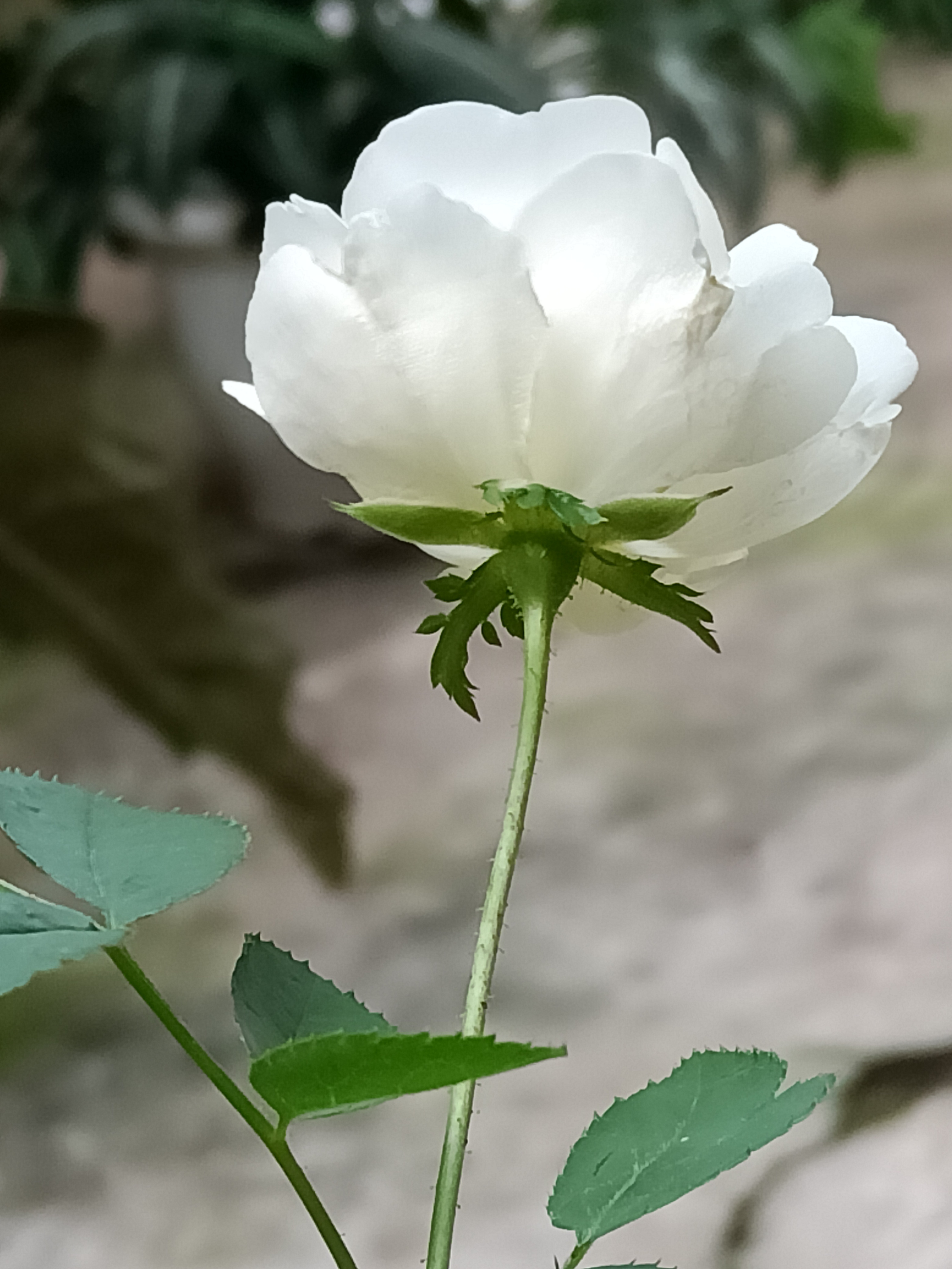 IMG20210606152623.jpg