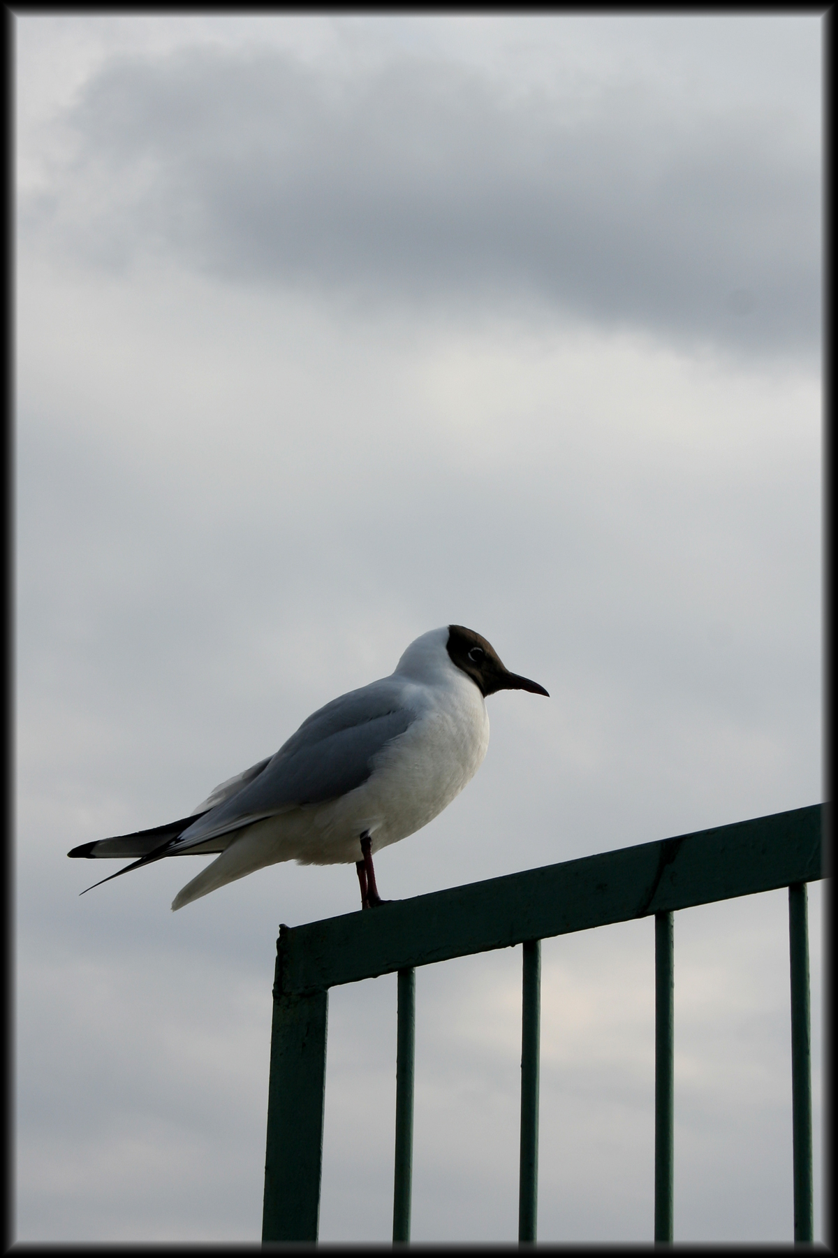 IMG_1224.jpg