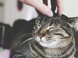 gato 2.jpg