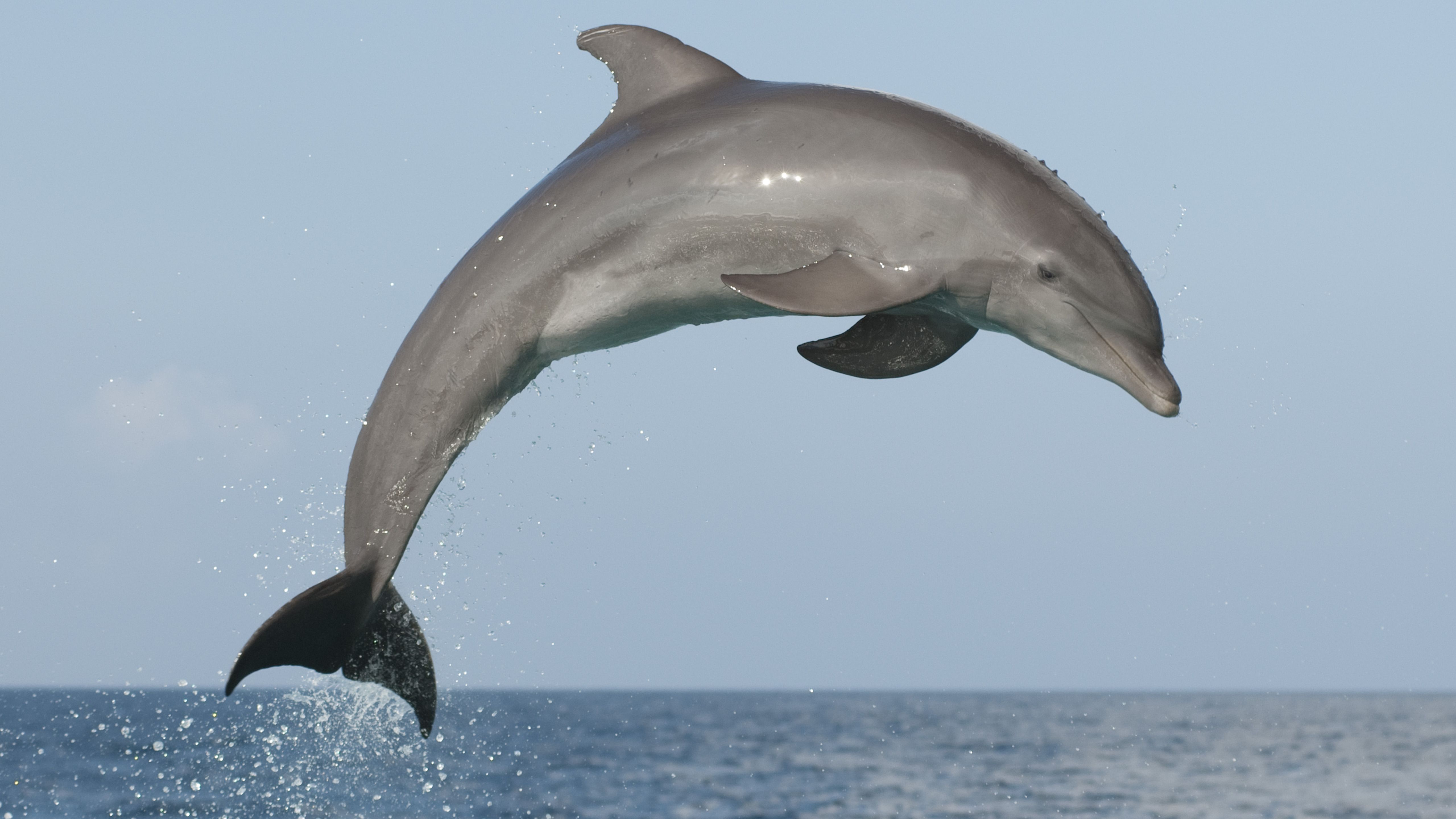 Dolphin Pic.jpg