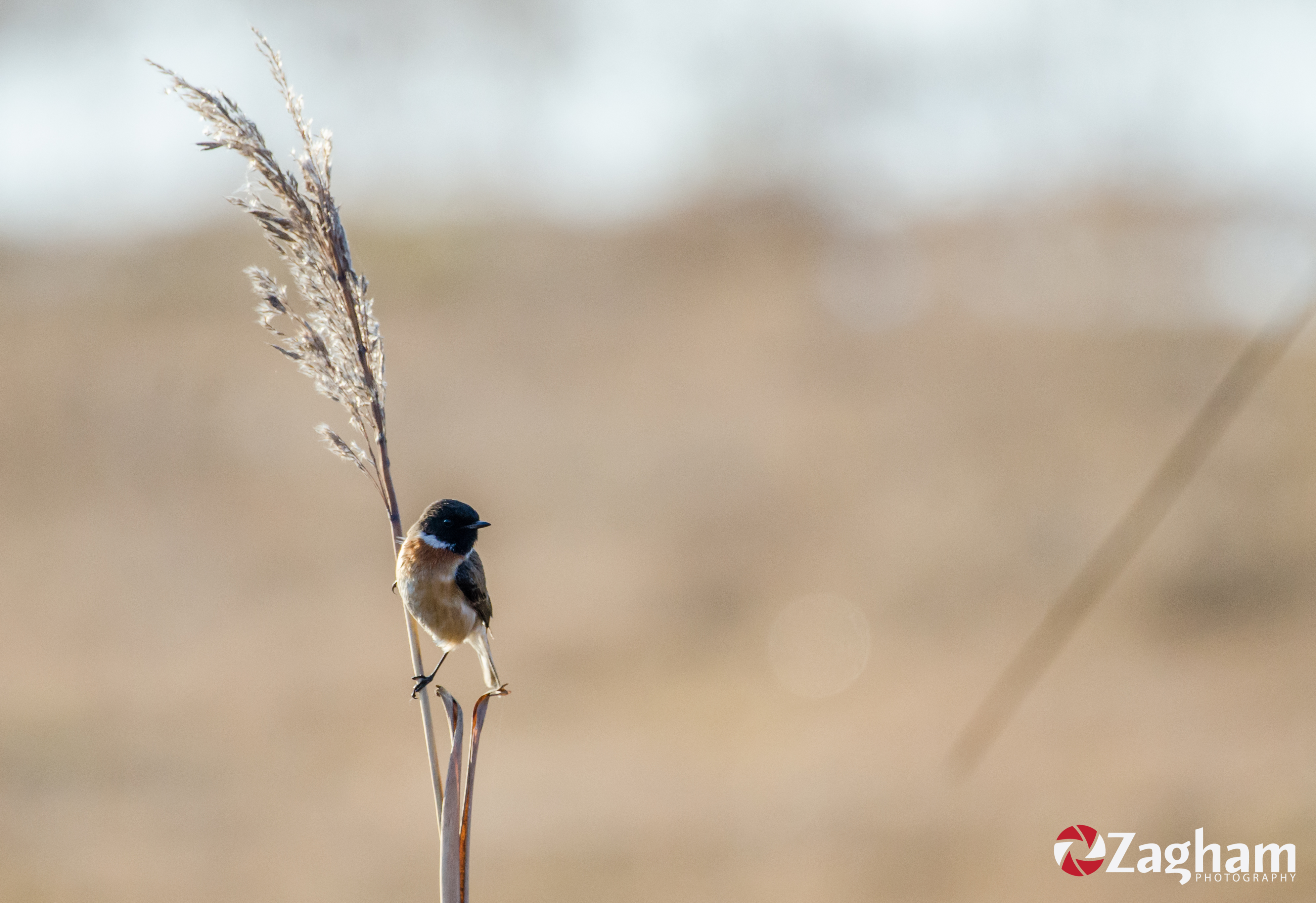 DSC_1461.jpg