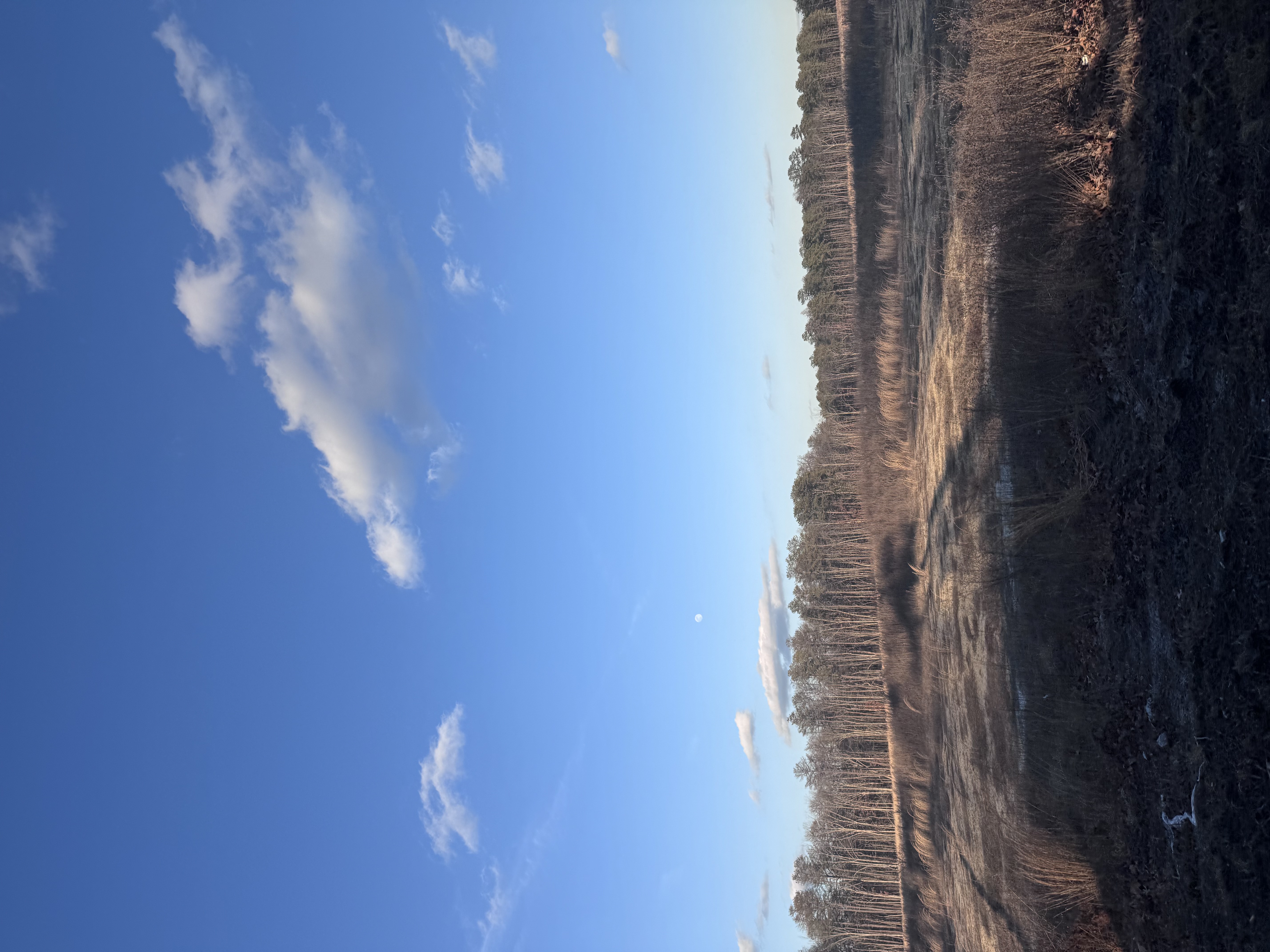 IMG_2041.jpeg