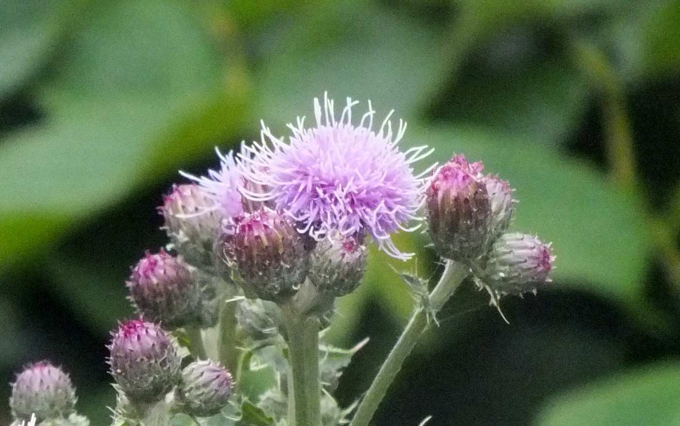 0812-Thistle.jpg