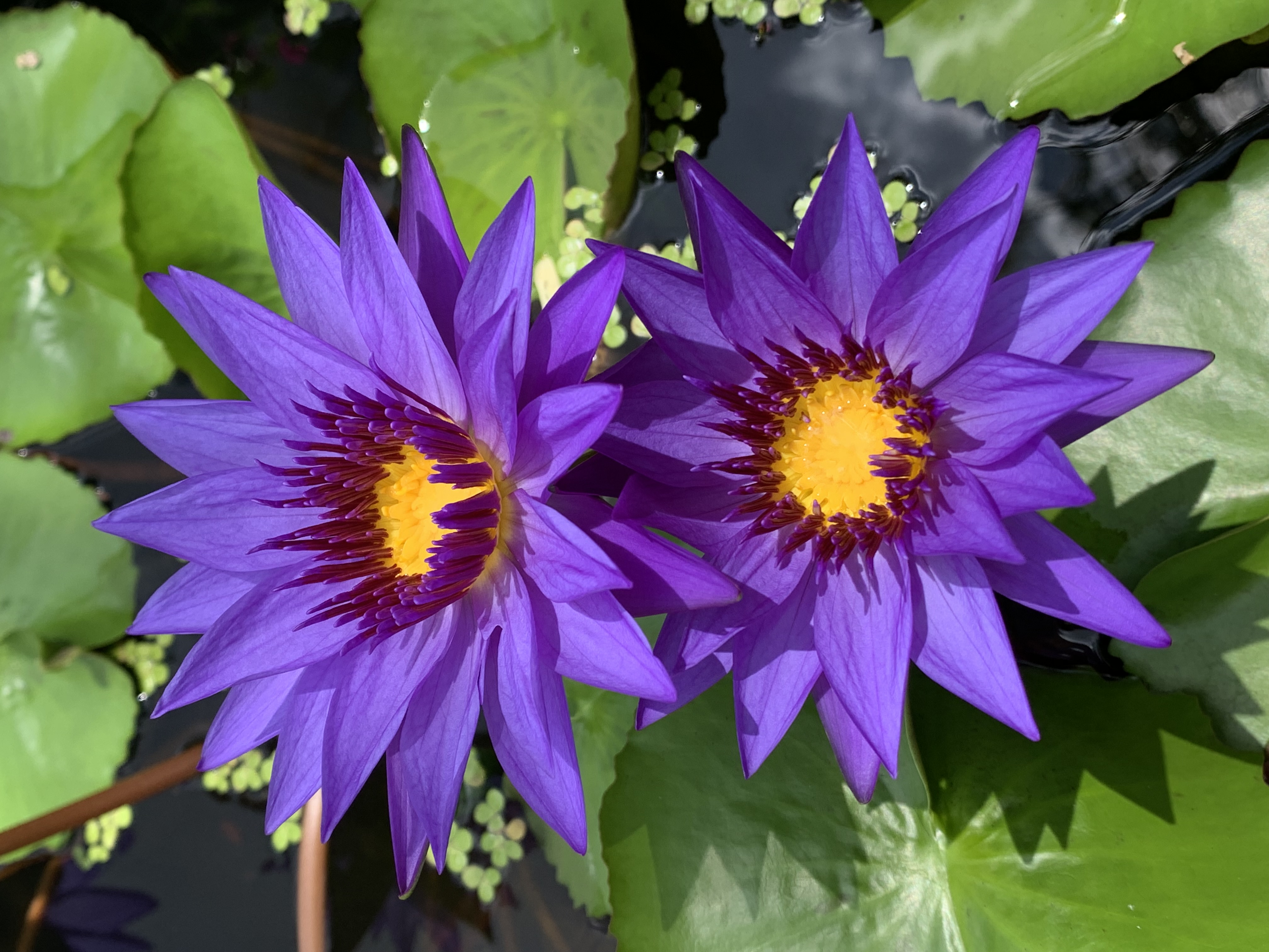 purple lotus5.jpg