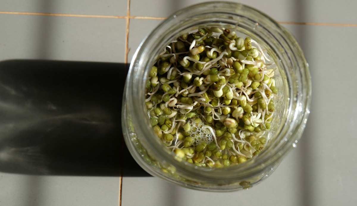mung-bean-sprouts-7.jpg