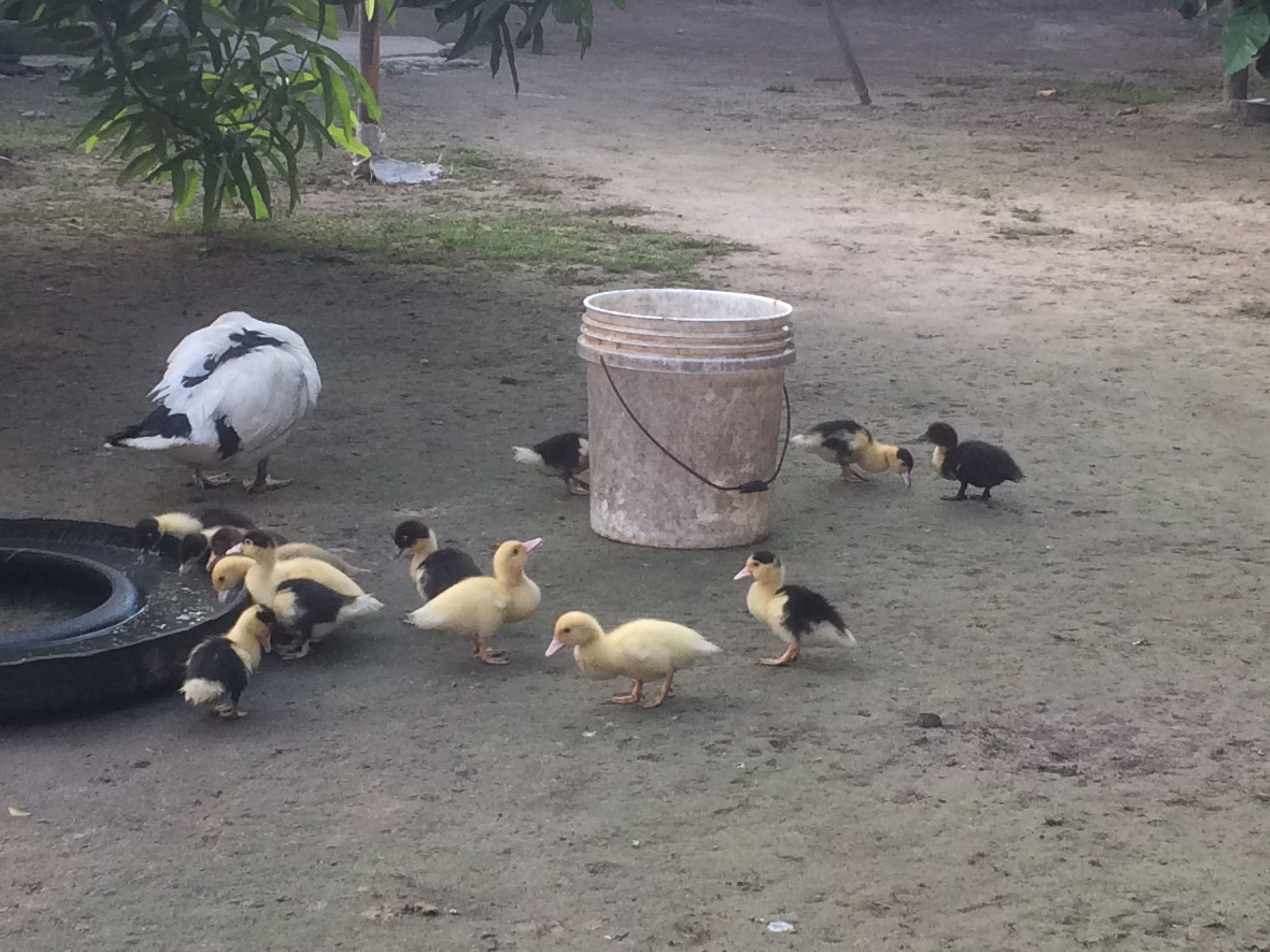 duck and ducklings.jpg