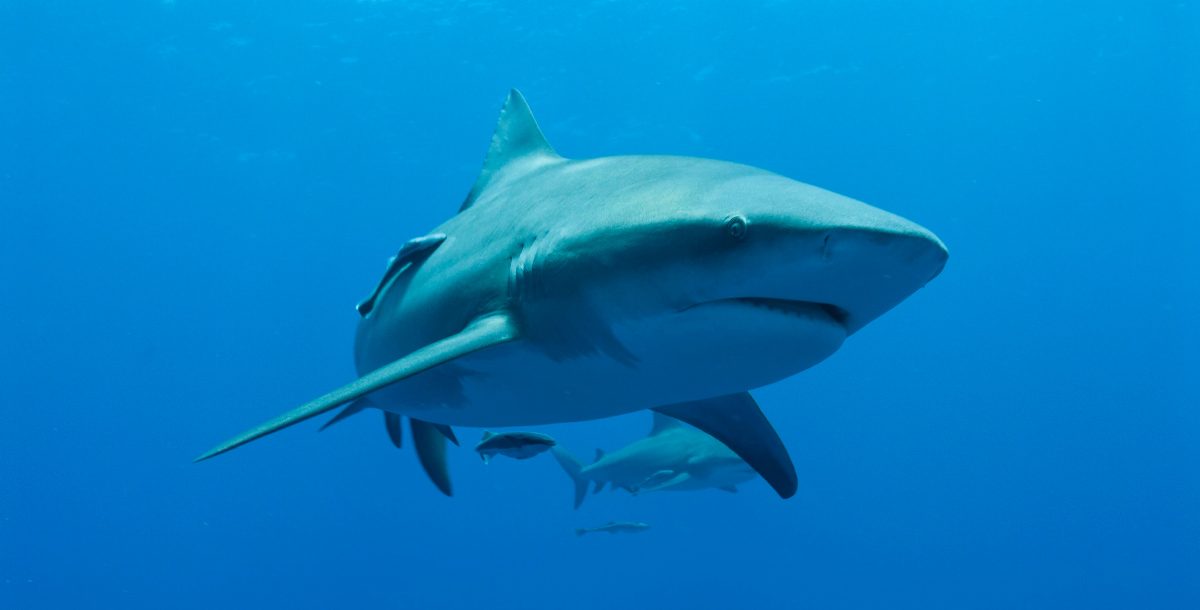tiburon-toro.jpg