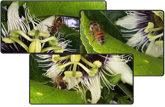 collageabeja123.jpg