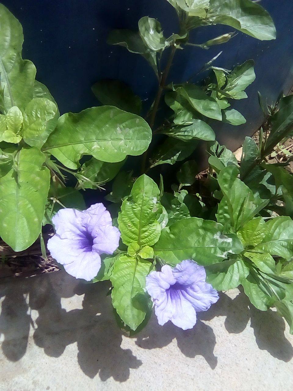 flor1.jpg