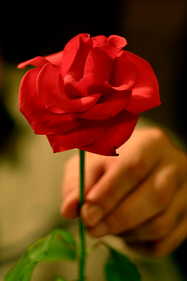 Imágenes-de-Rosas-para-Enamorar-6.jpg