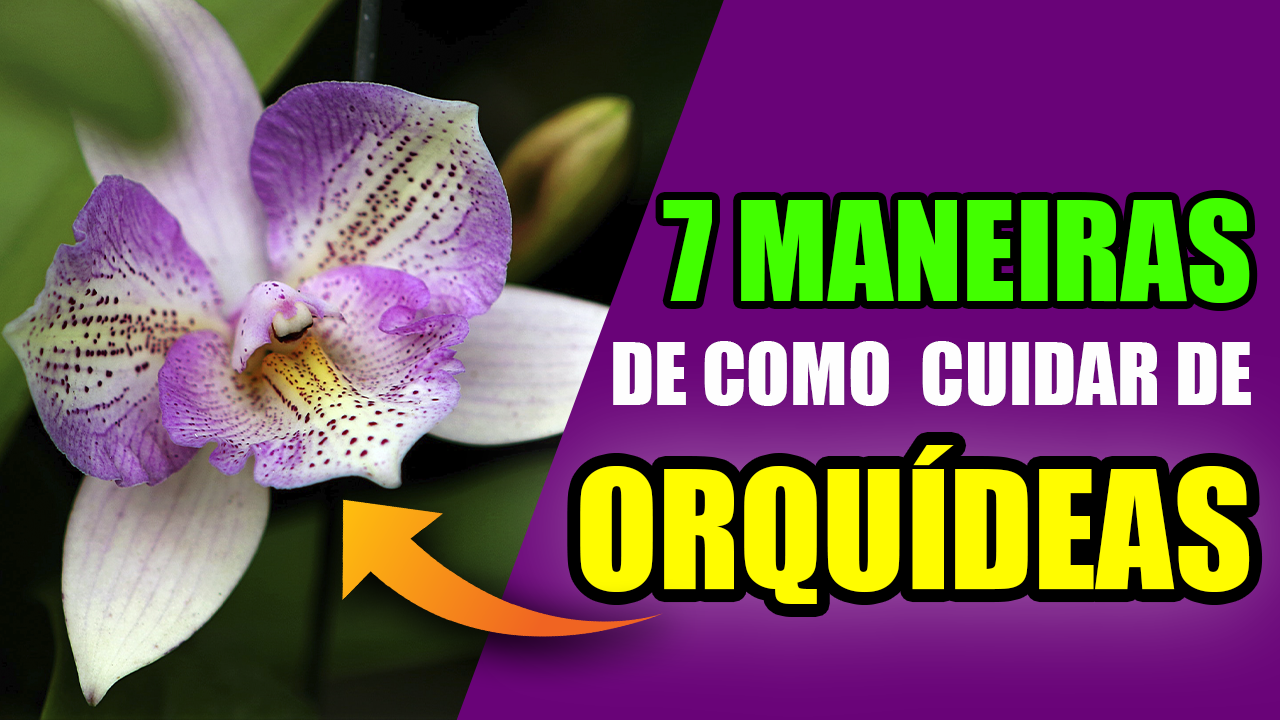 como cuidar de orquideas,orquídeas,como cuidar orquideas,orquídea,orquideas,como cuidar de orquidea,como cuidar,como cuidar das orquideas,como plantar orquídeas,cómo cuidar una orquídea,como cuidar de orquídeas,como cuidar.png