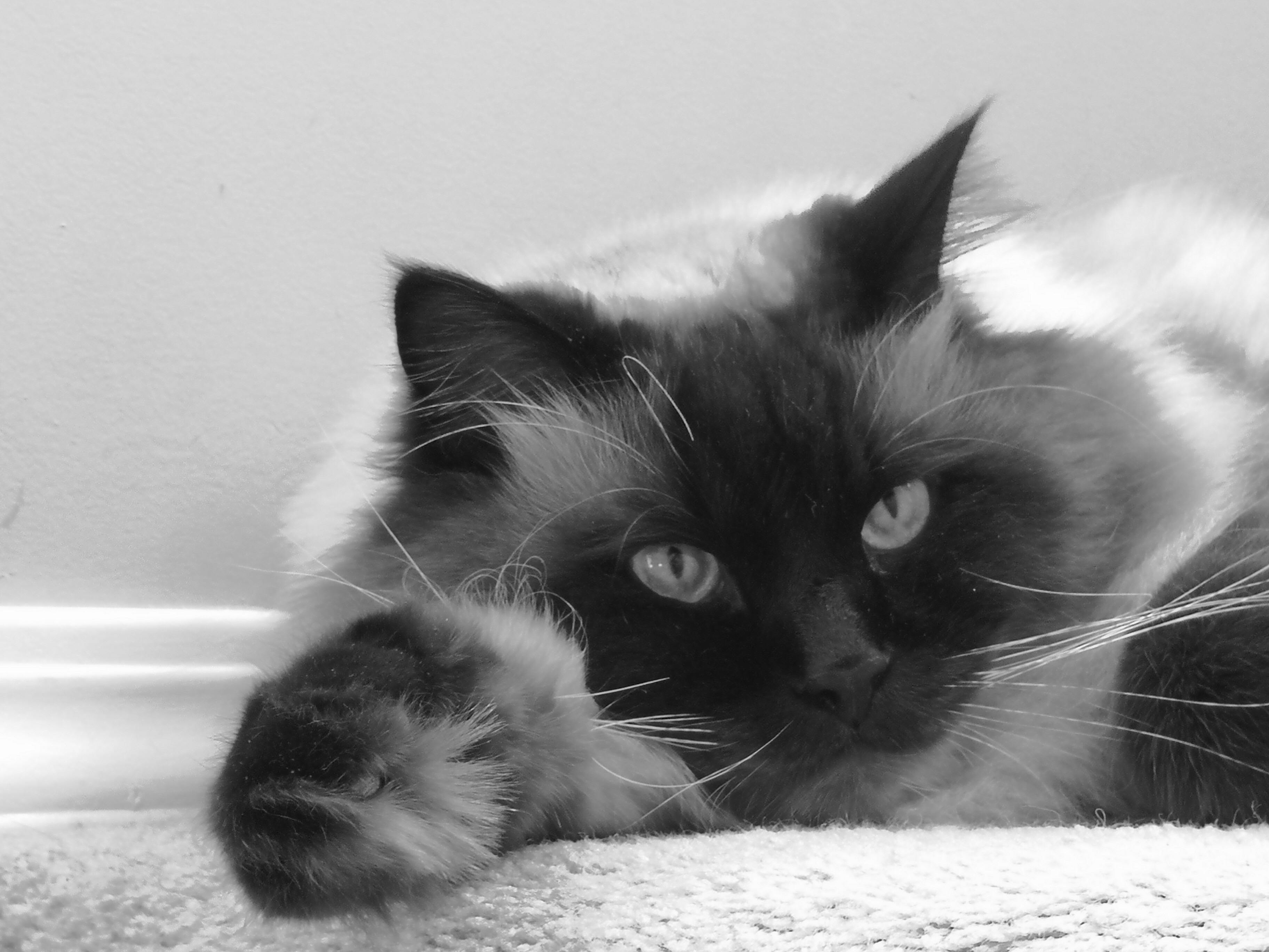 654572BC-F206-4641-A948-F3C835BA3600.jpeg