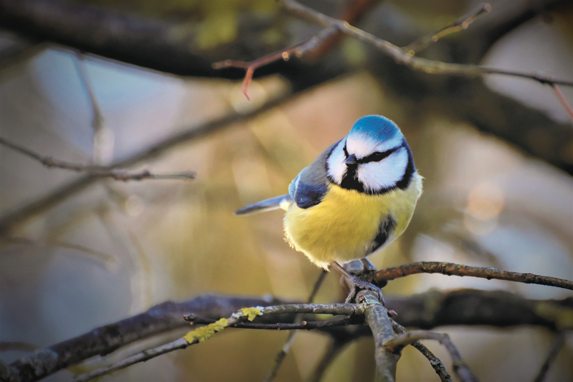 blue-tit-4731661_1920.jpg