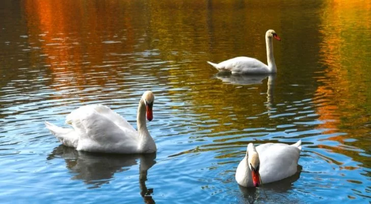 swans-on-lake.webp