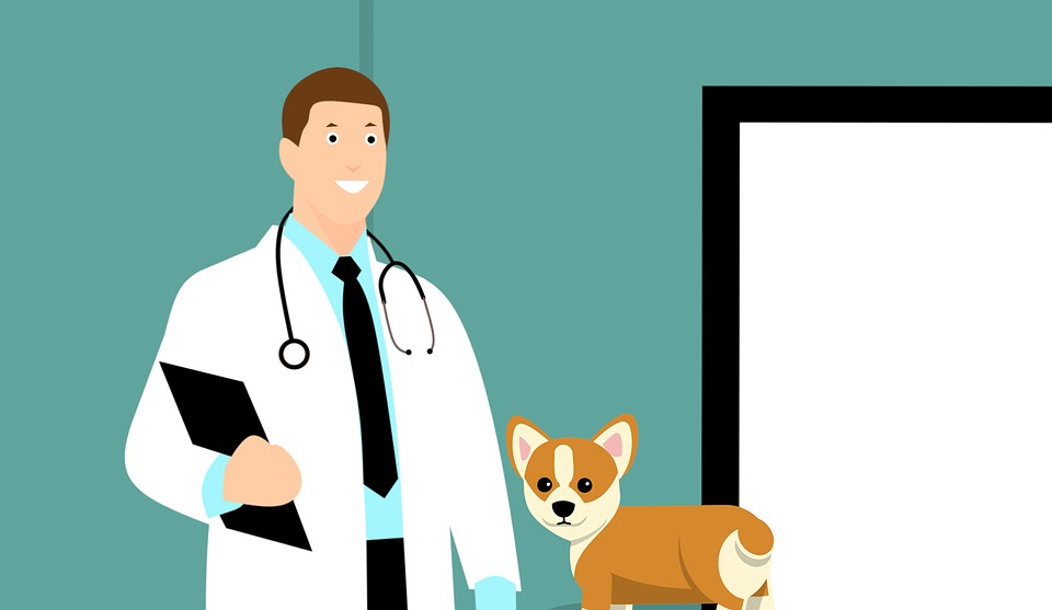 vet-3895477_960_720.jpg
