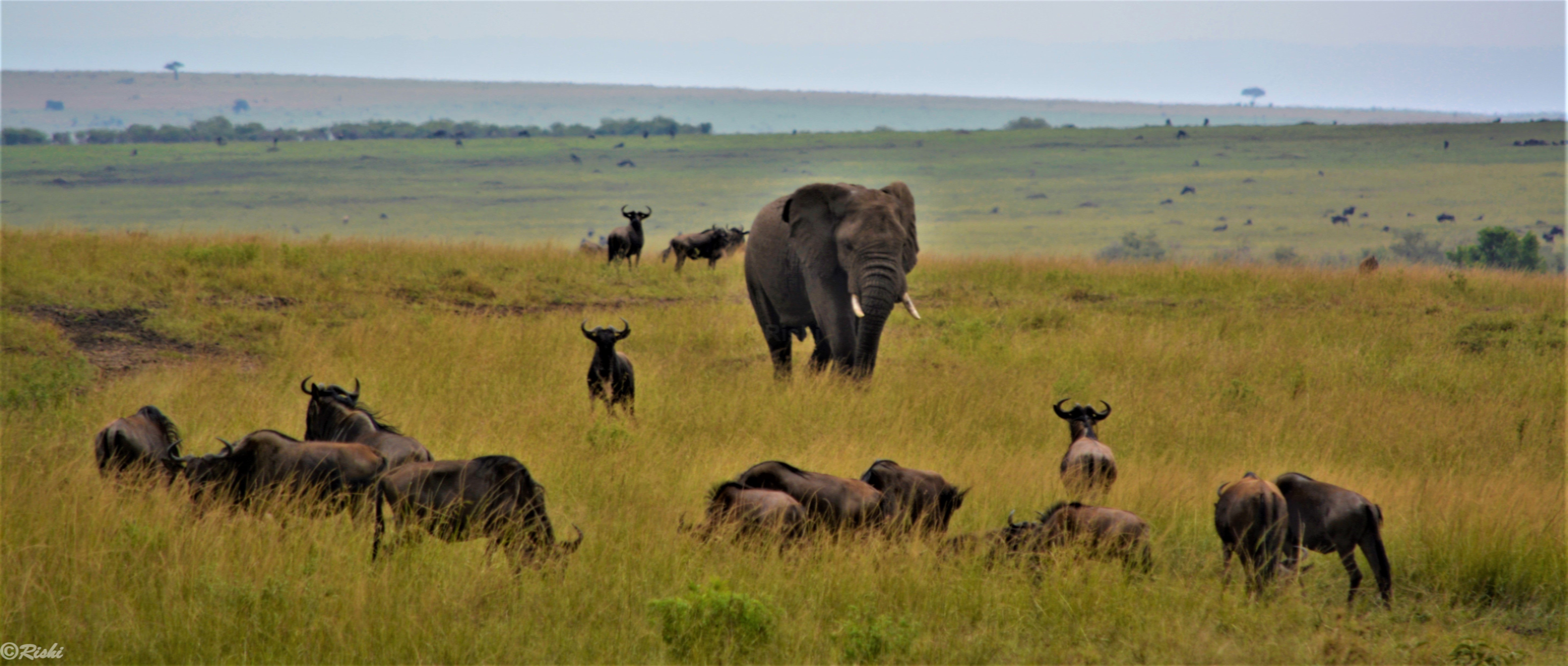 _DSC0971elephantc.jpg