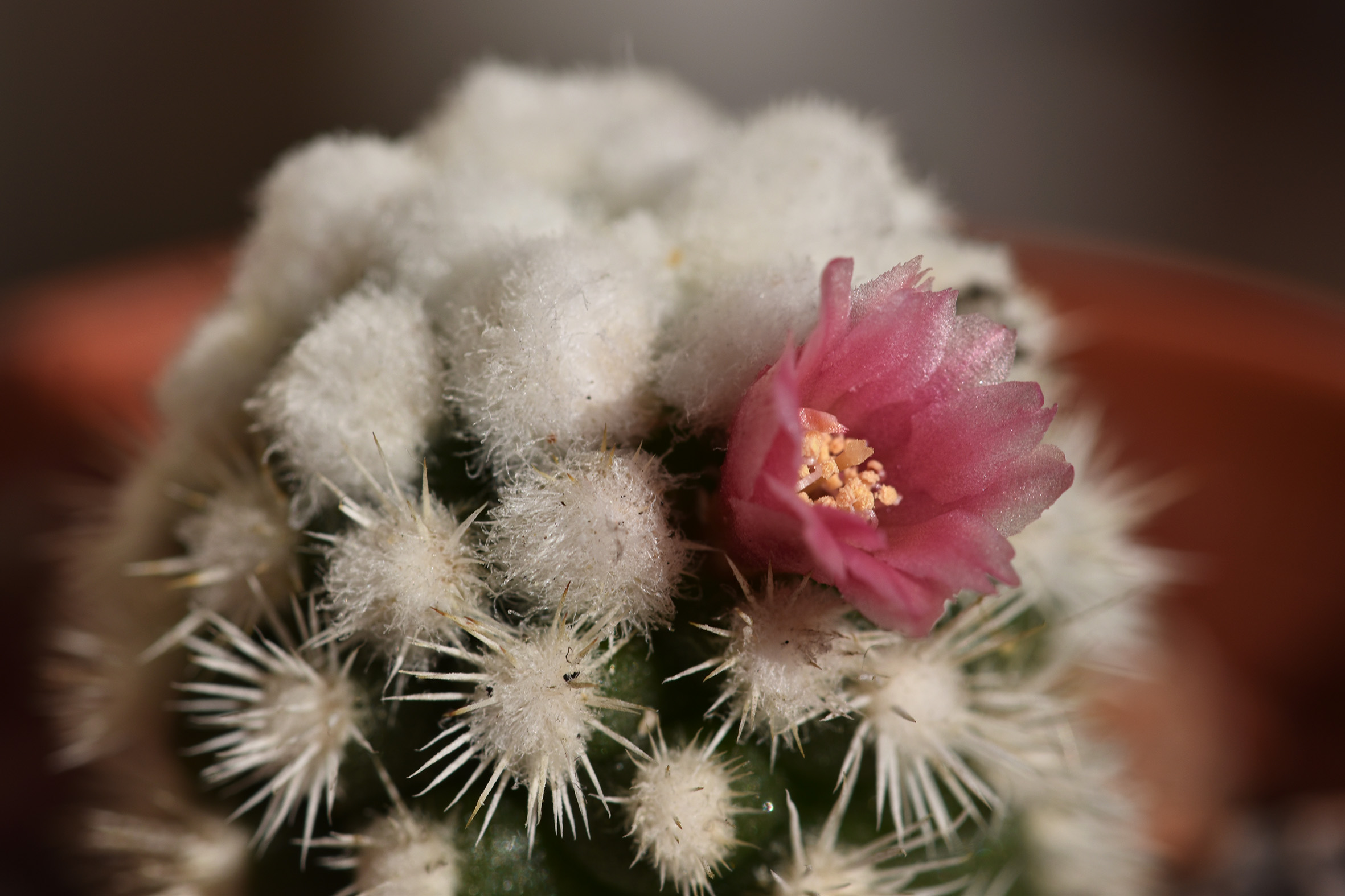Mammillaria Gracilis Snowcap flower 2.jpg