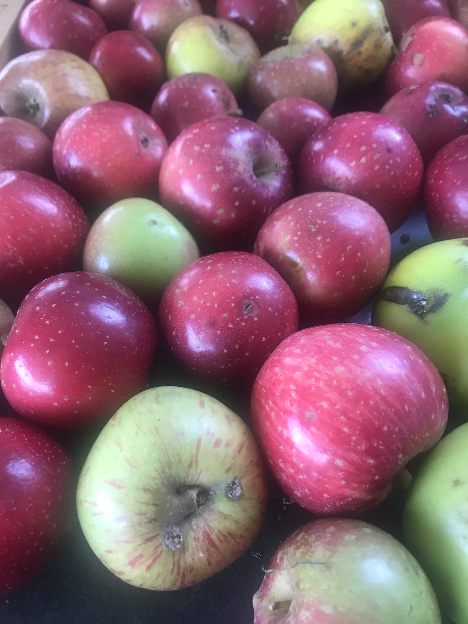 Apples by sunsea (1).jpeg