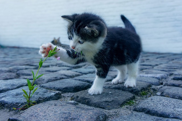 cat-gf9f2a1777_640.jpg