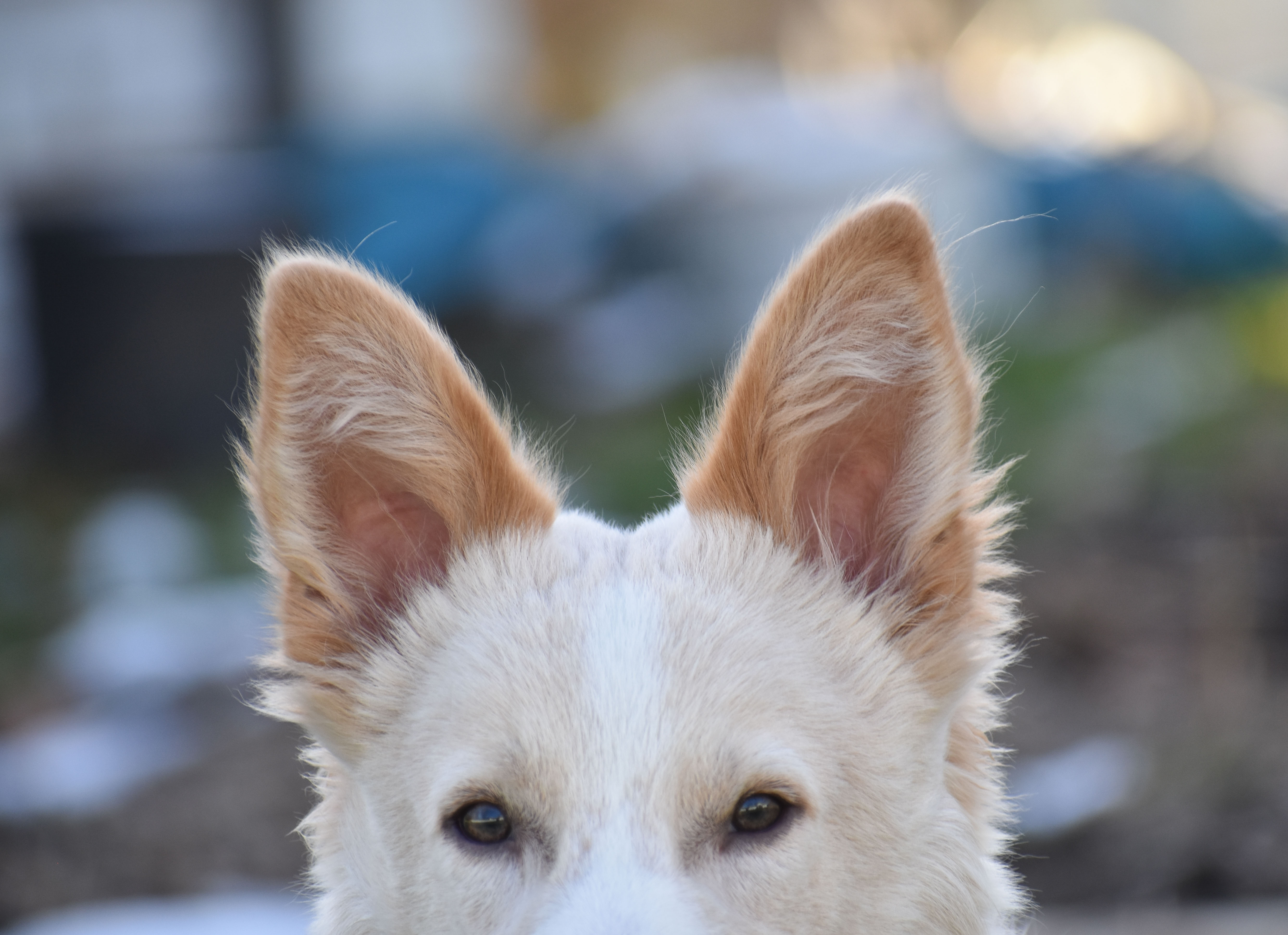DSC_0547.jpg