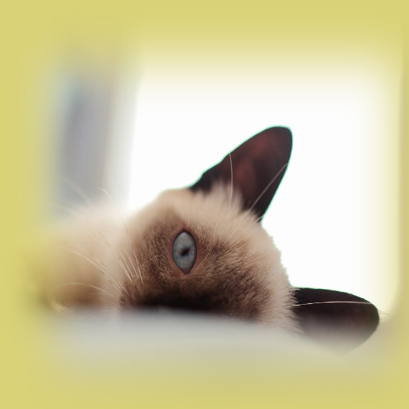 siamese cat.jpg