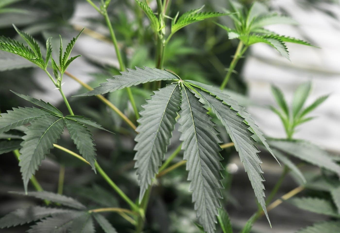 551764-20180104-marijuana02.jpg