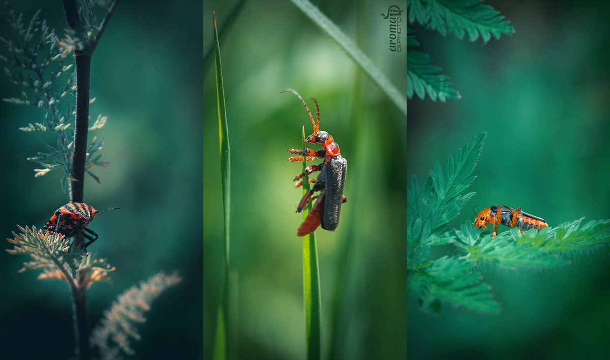 Bugsinnature.jpg