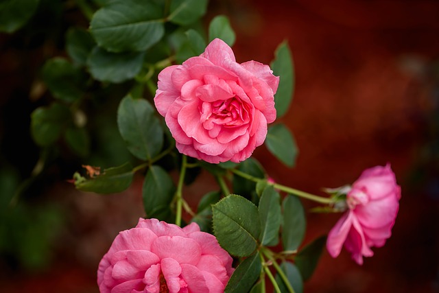 flowers-3622742_640.jpg