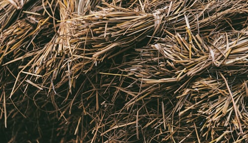 premium_photo-1723921323349-314ce1a1b8a3.jpeg
