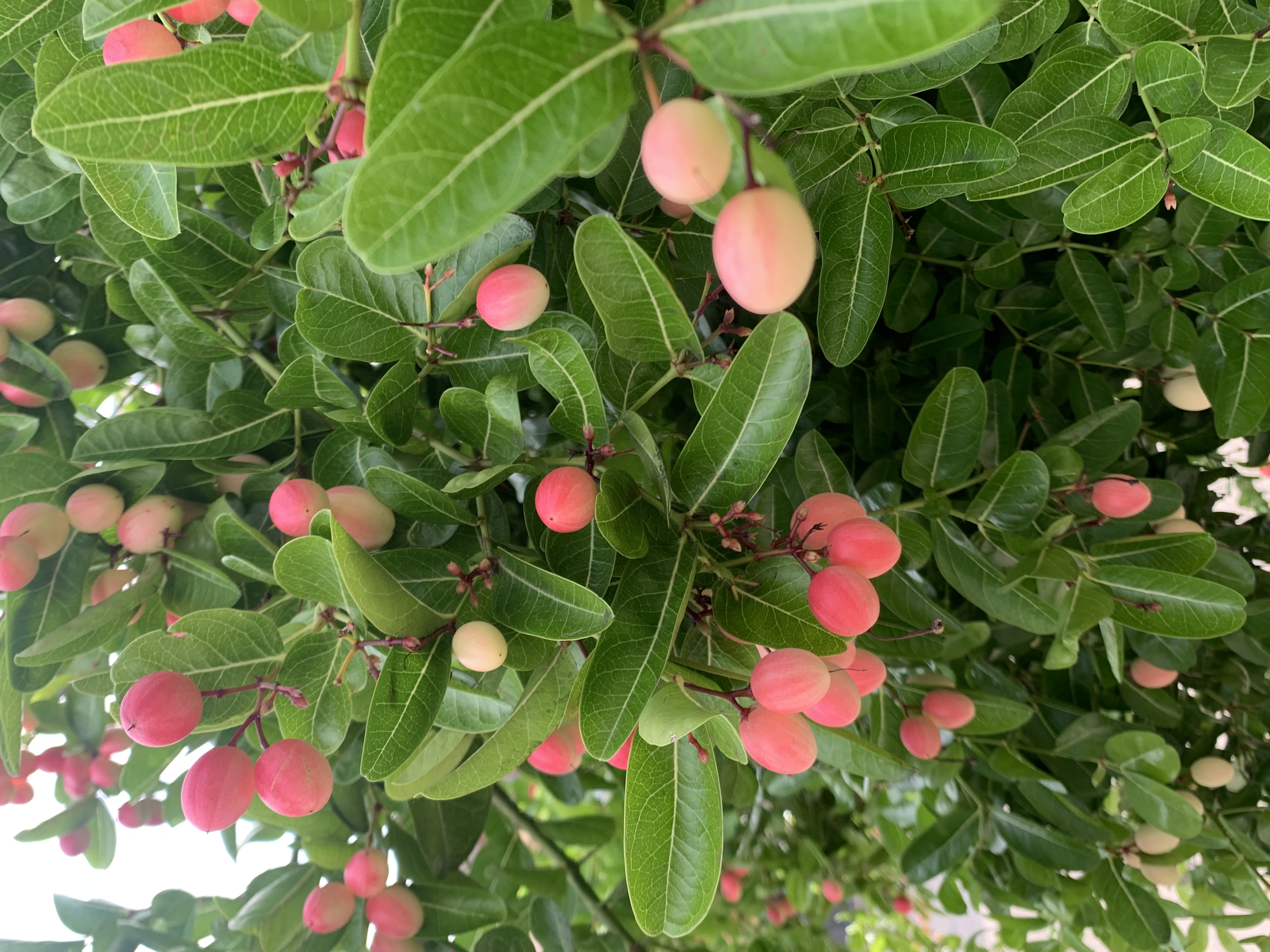 Awesome plant6.jpg