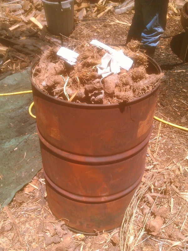 Terra Preta.selber machen.02.Ausgangsmaterial Pfahlrohr (Arundo donax).Foto.02.600x800.jpg