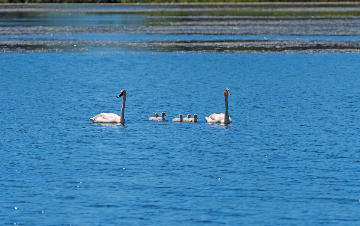 Seney-National-Wildlife-Refuge.jpg