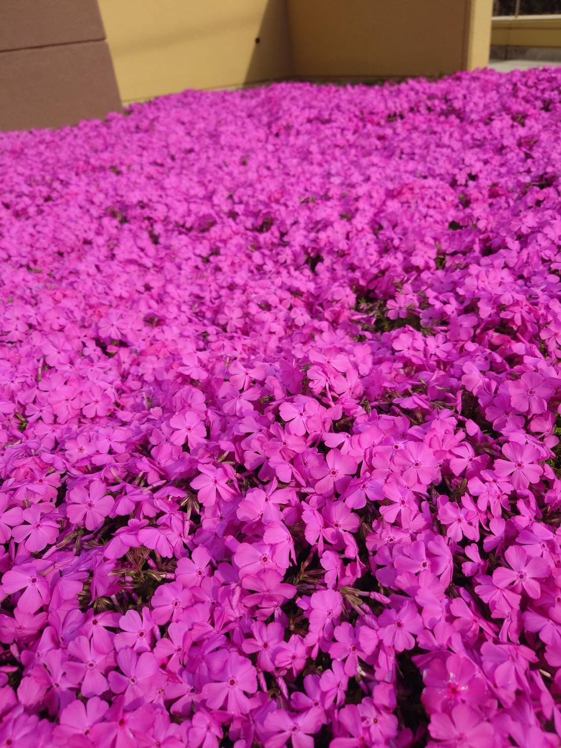 Sakura1.jpg