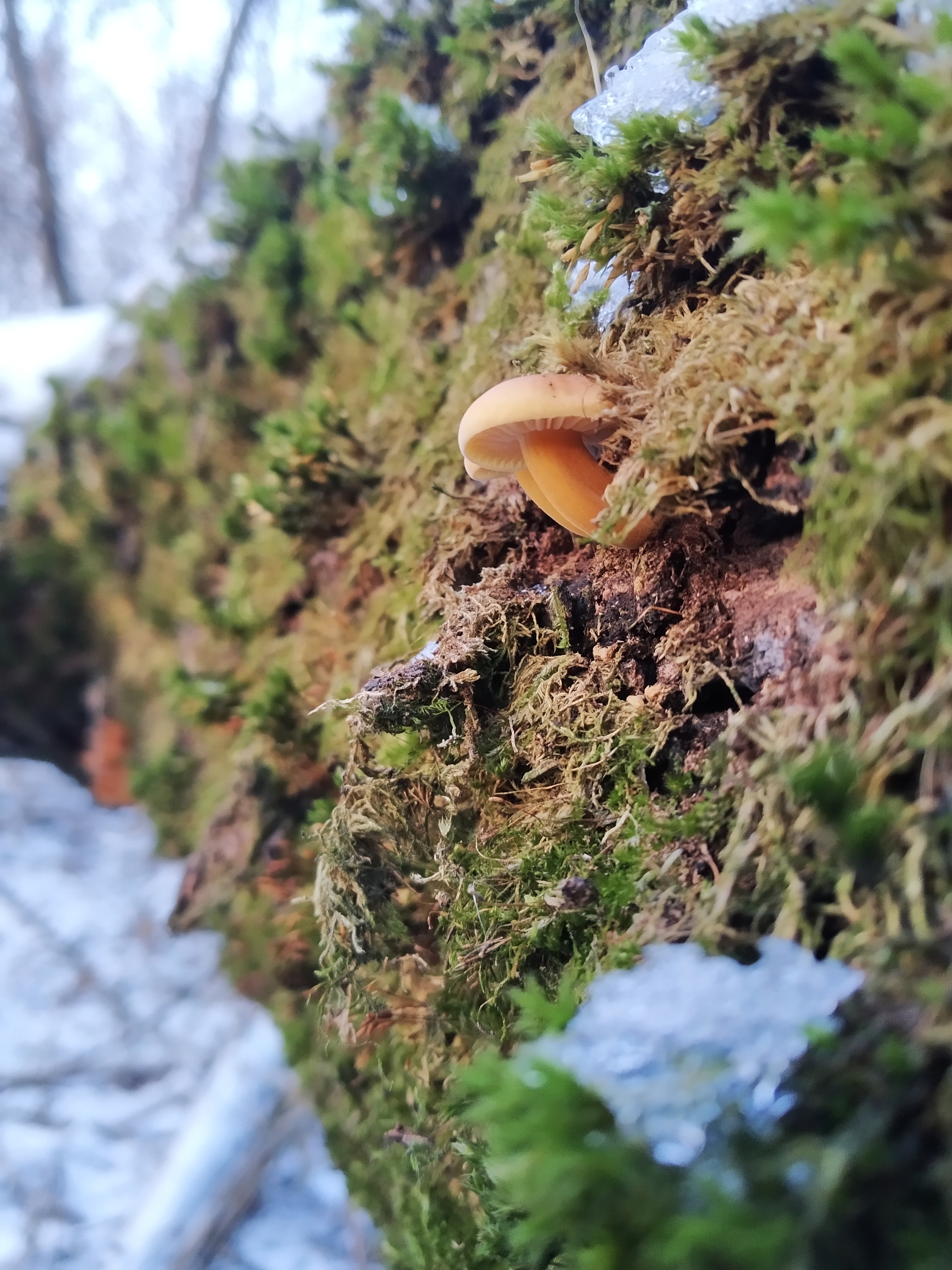 IMG_20201222_175147.jpg
