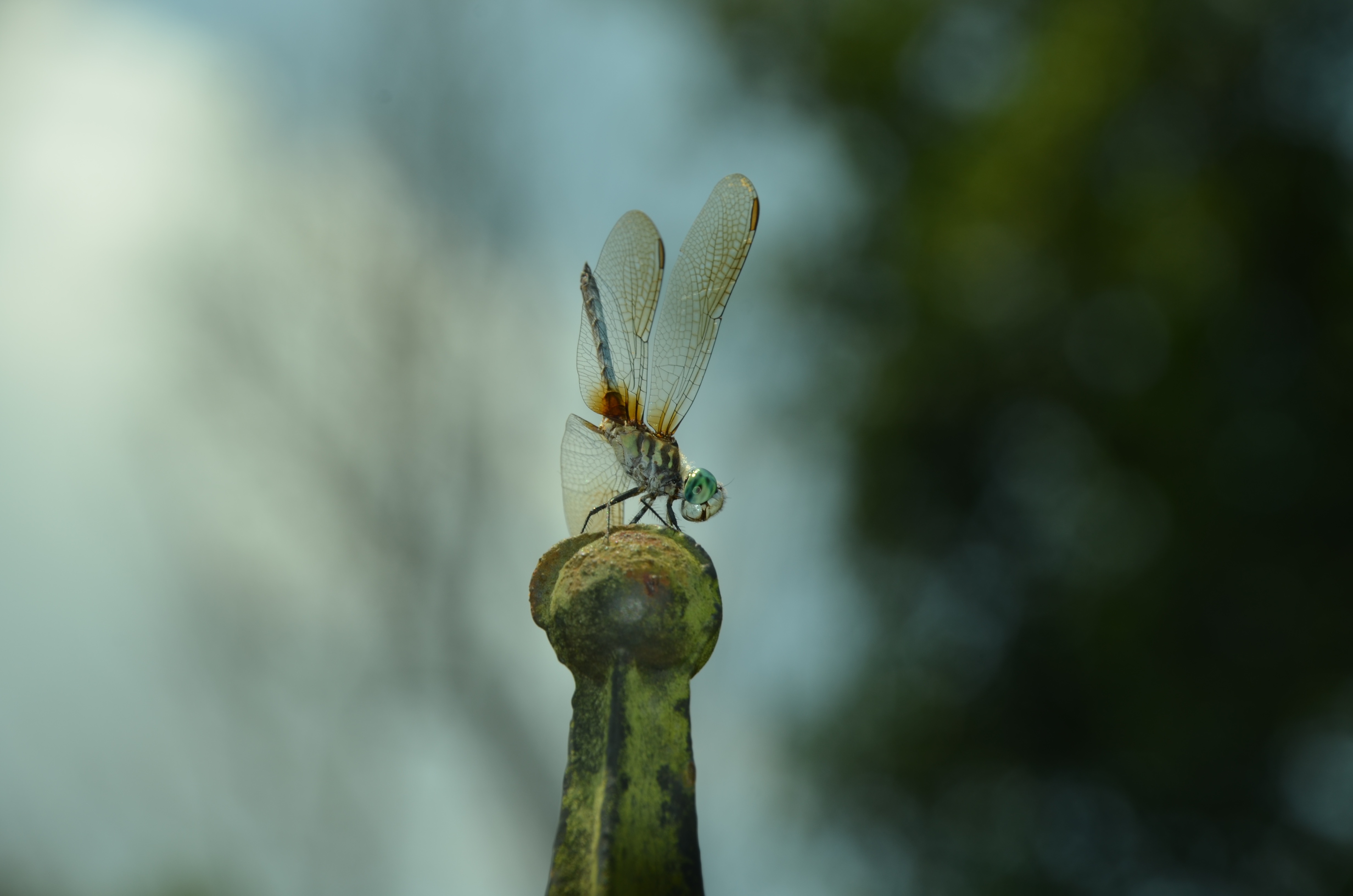DSC_0023.jpg