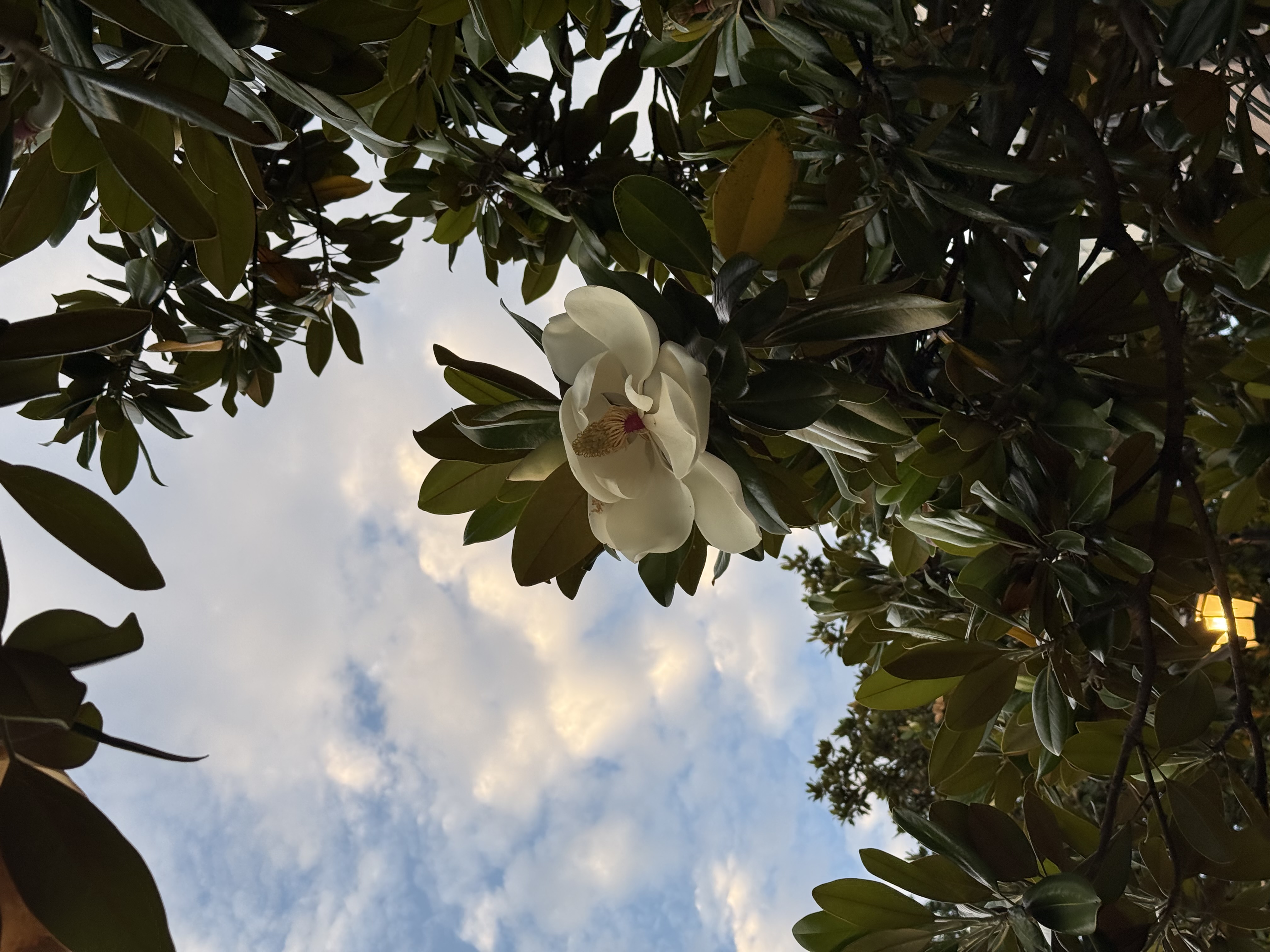 IMG_2106.jpeg