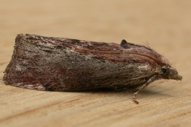 Galleria_mellonella_1.jpg