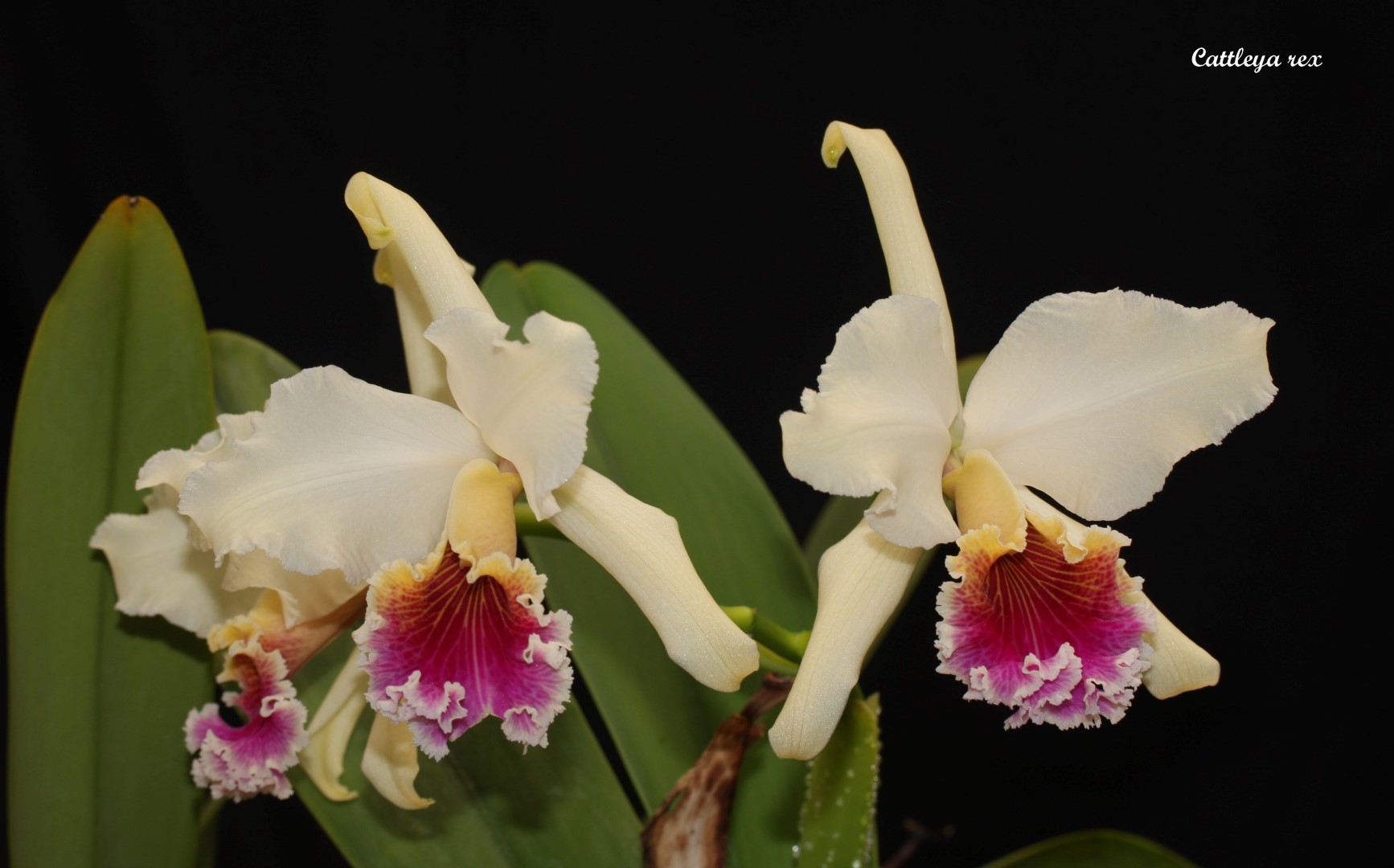 IMG_0939b (Large).jpg