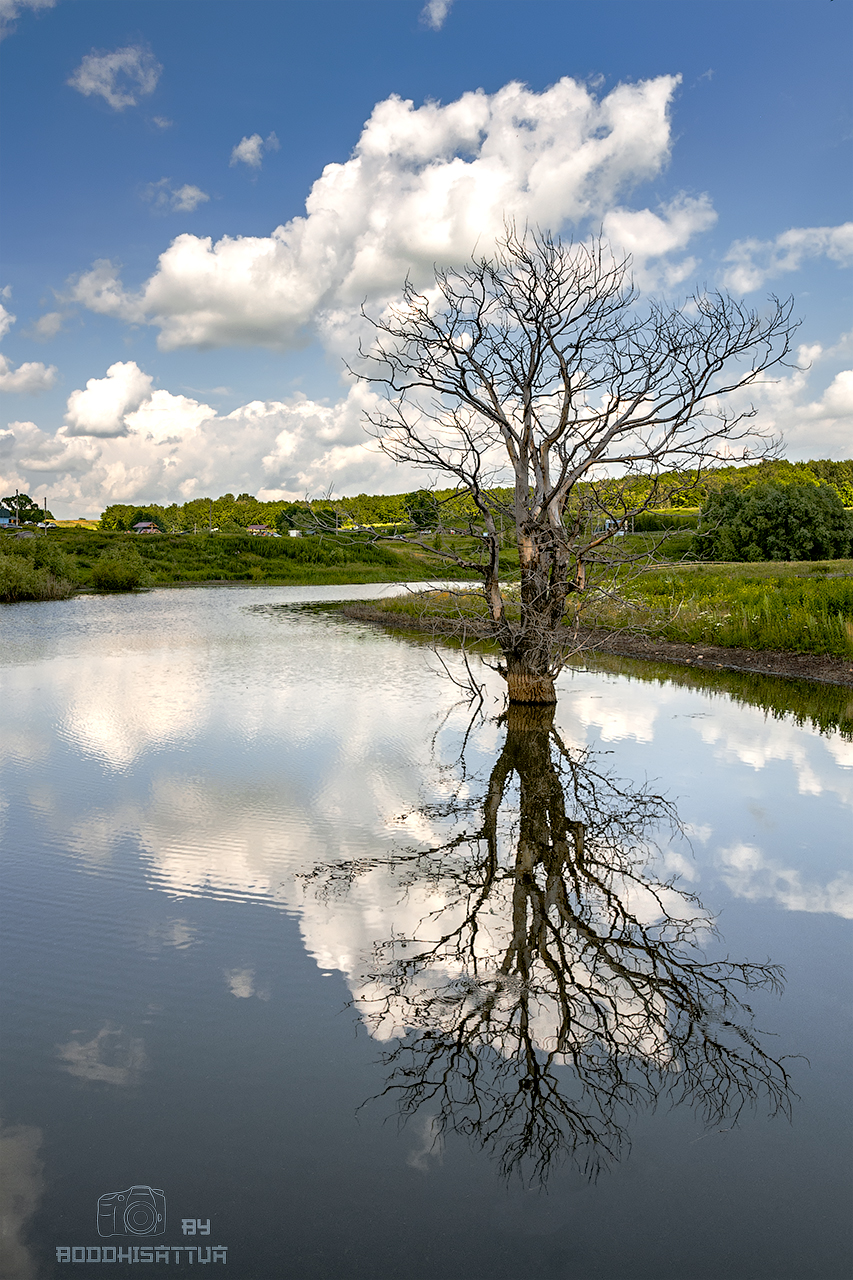 Water trees. Отражение деревьев в воде. Дерево в воде. Отражение в воде. Дерево отражение.