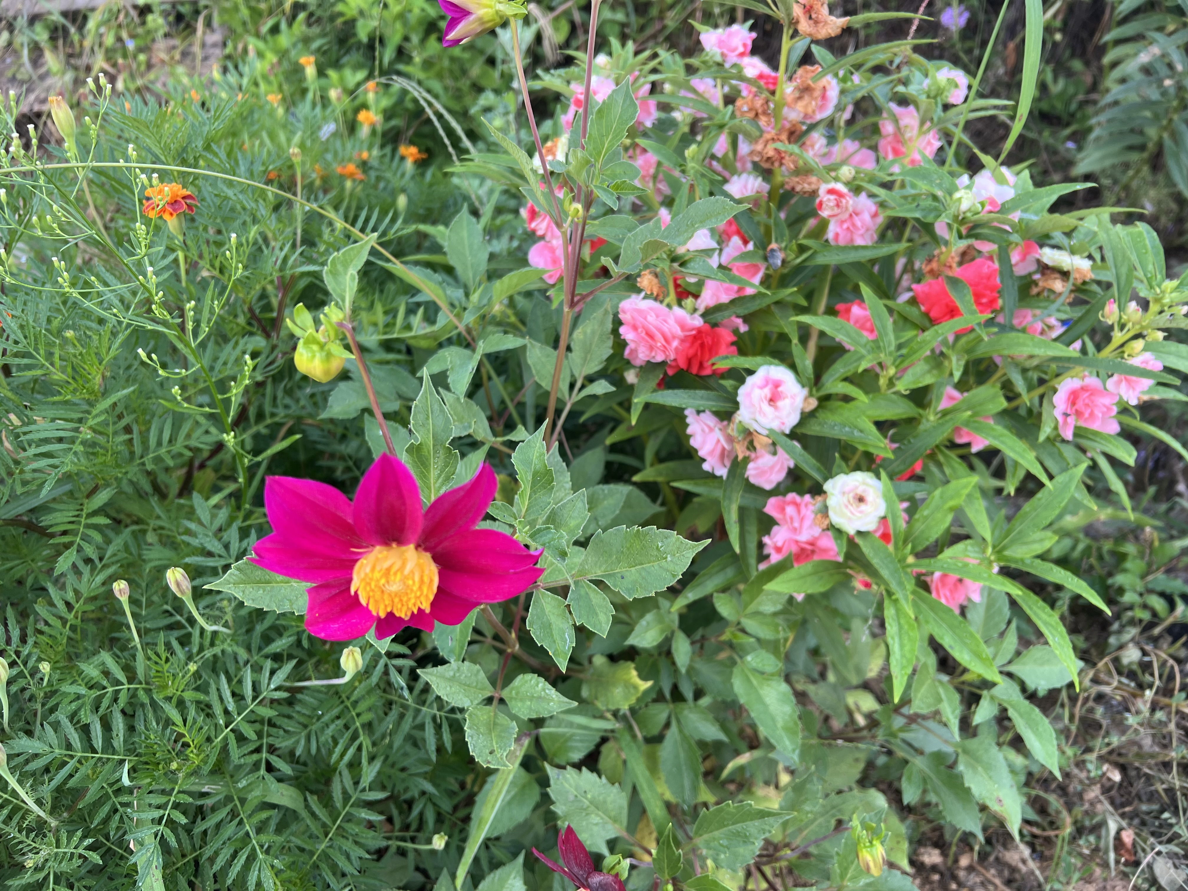 IMG_5310.jpeg