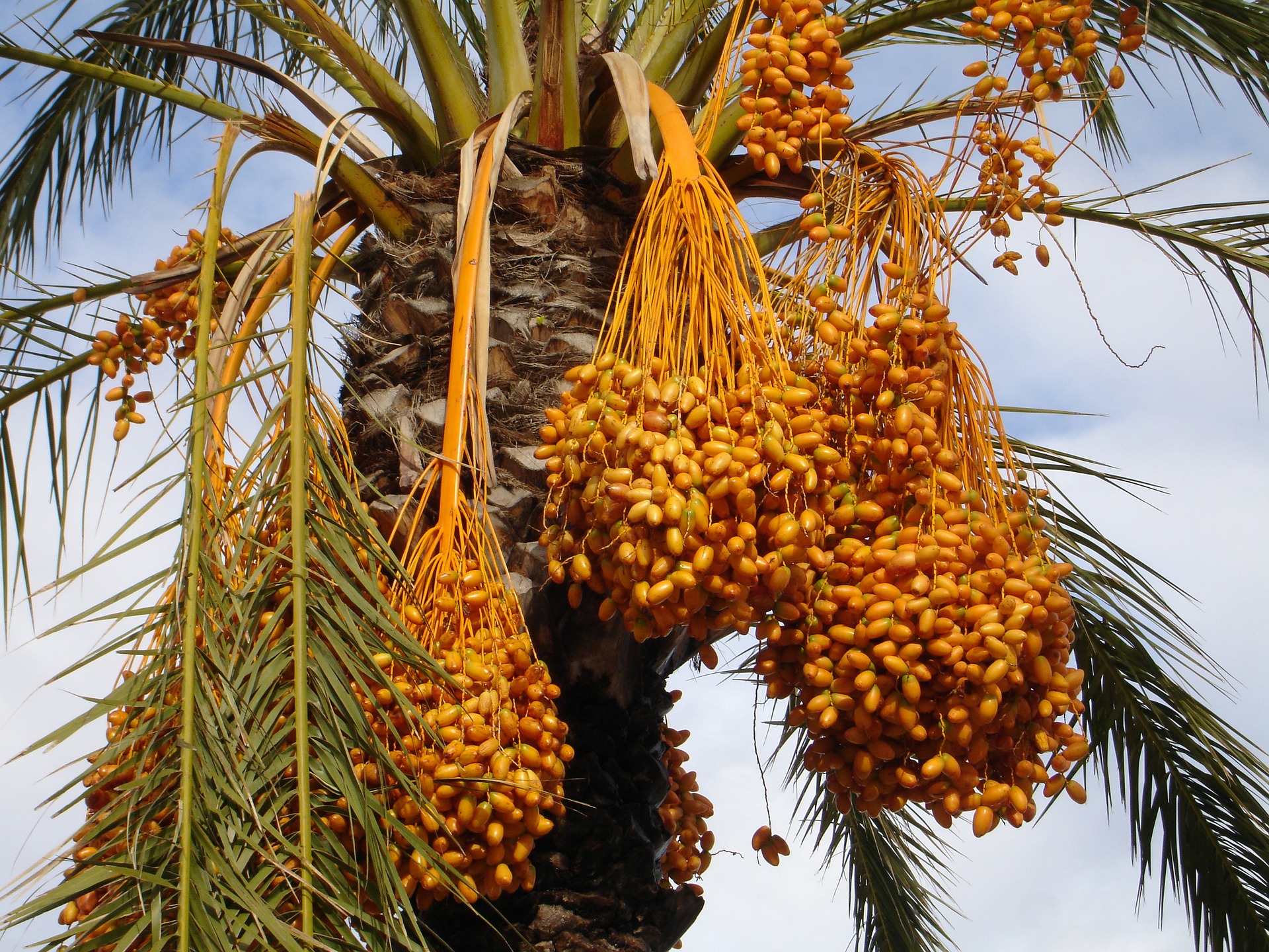 date-palm-223247_1920.jpg
