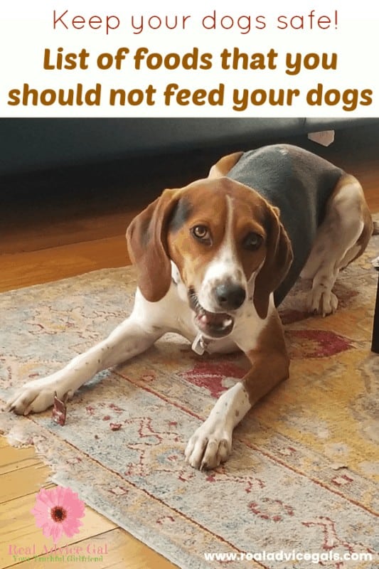 what-not-to-feed-your-dogs.jpg
