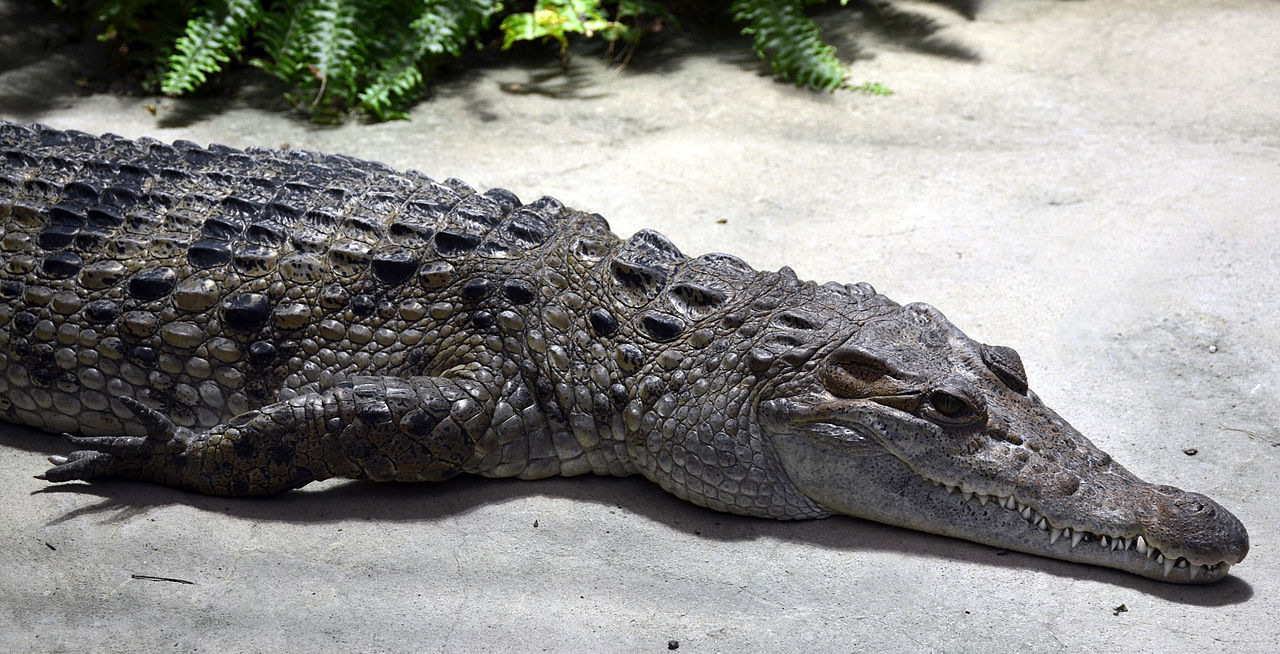 Crocodylus_mindorensis_Köln_Zoo_31122014_1.jpg
