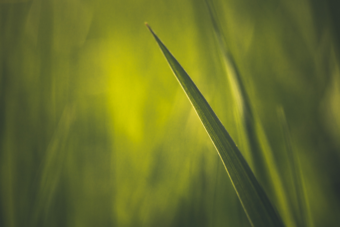 _MG_5907.jpg