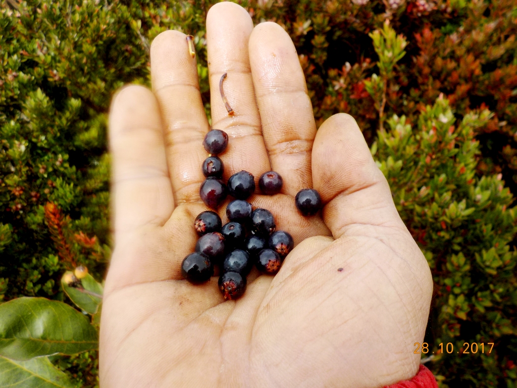 Berry Hutan.JPG
