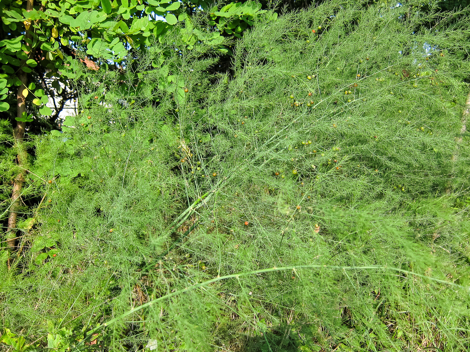 42564723734_05c5aaefd4_h.jpg