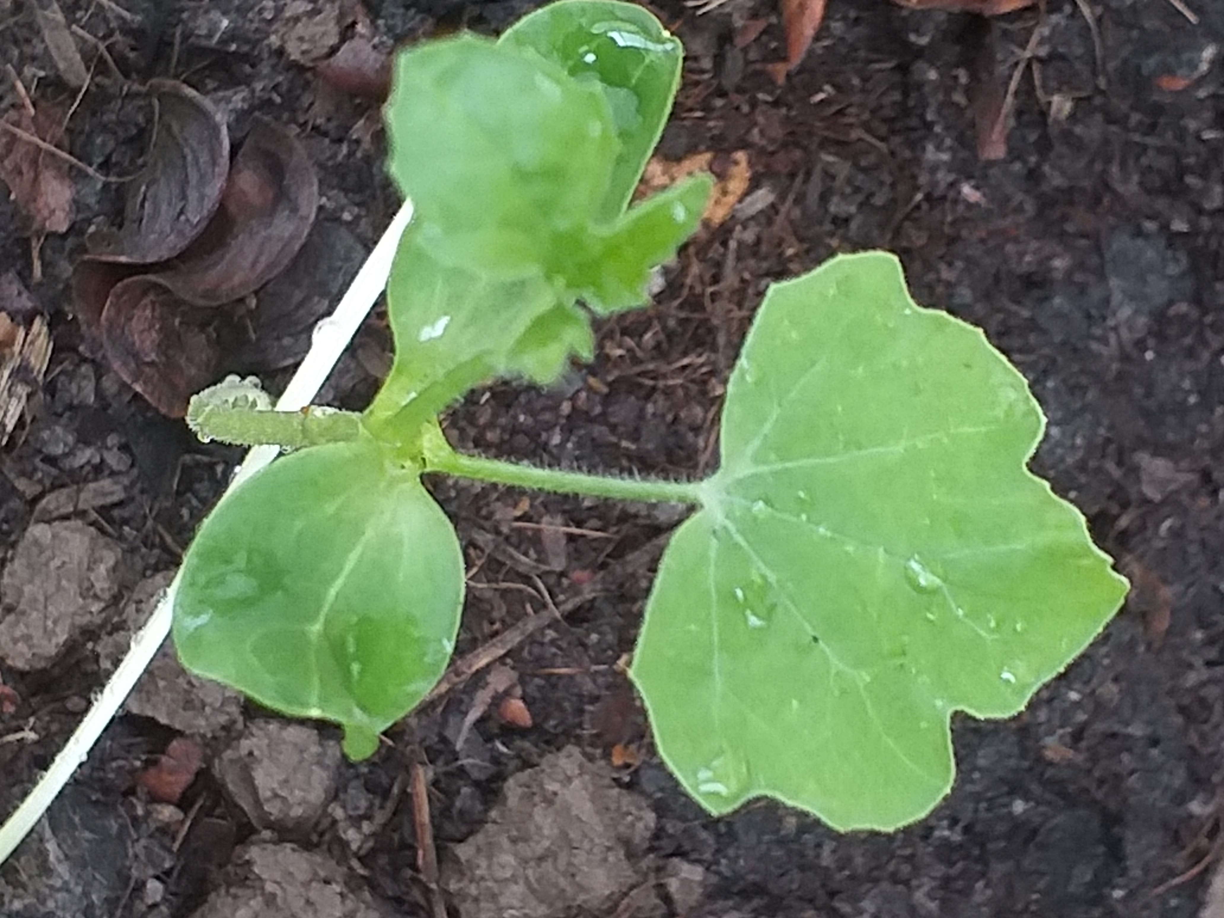 my garden602.jpg