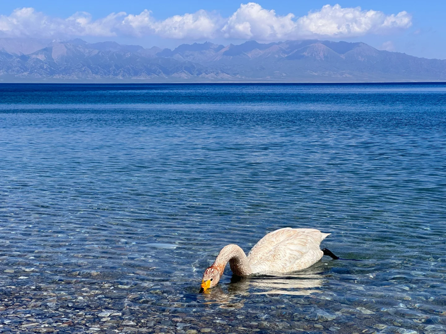 275.webp