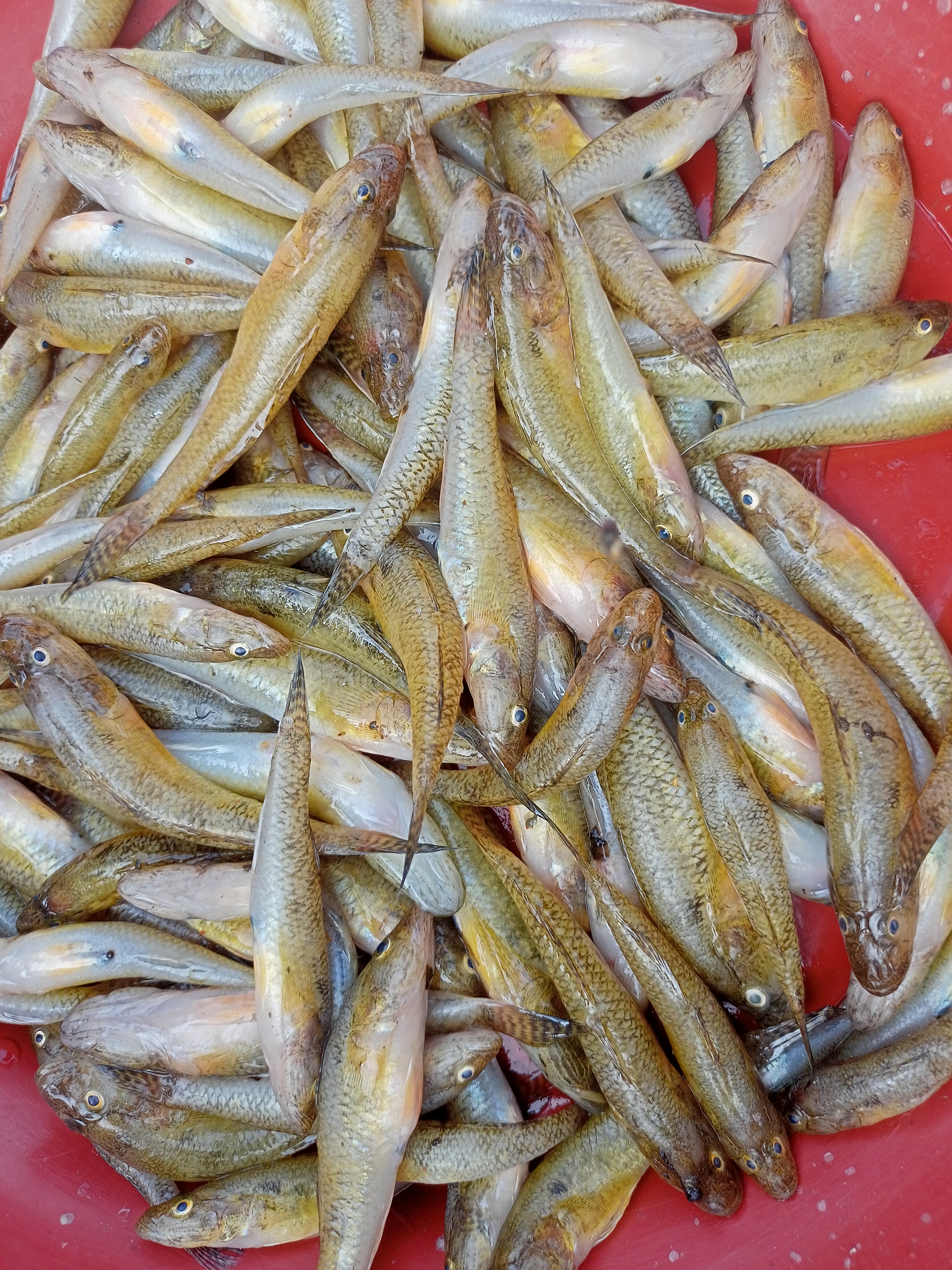 IMG20260120143617.jpg
