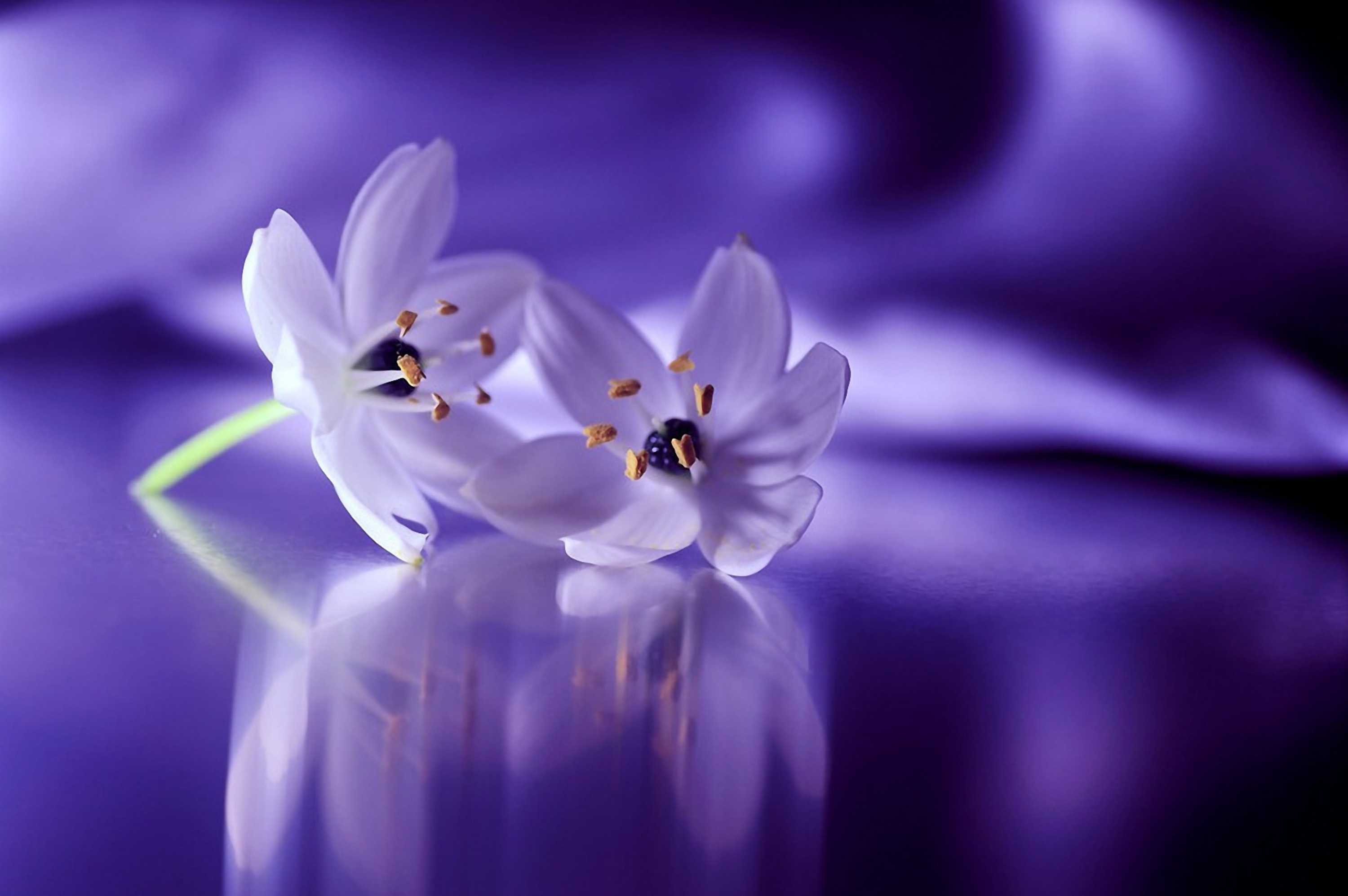 flowers-4934183.jpg